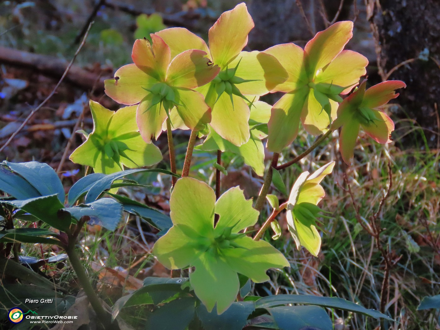 24 Helleborus niger (Ellebori) in fruttescenza.JPG